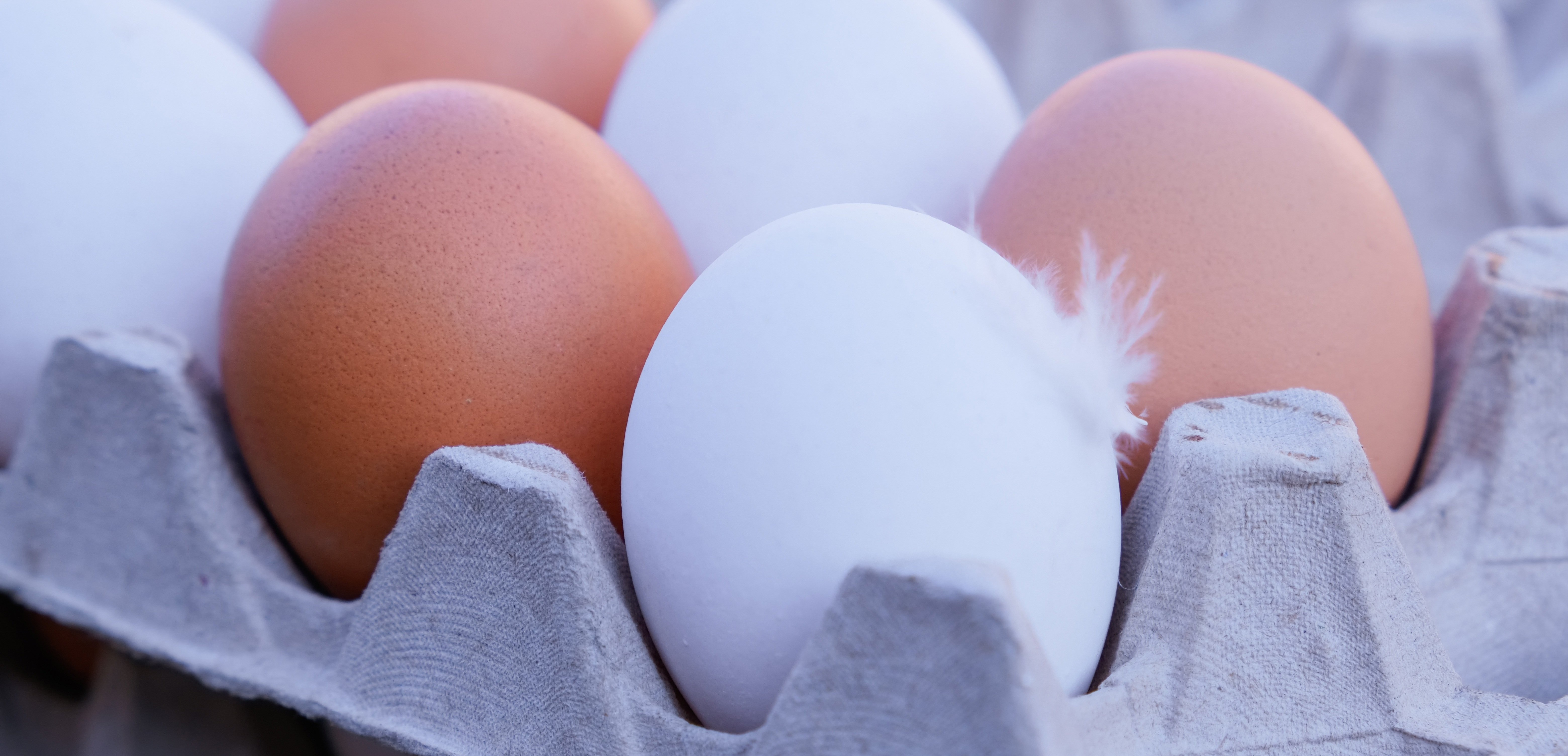 couleur eggs 7478859(2)