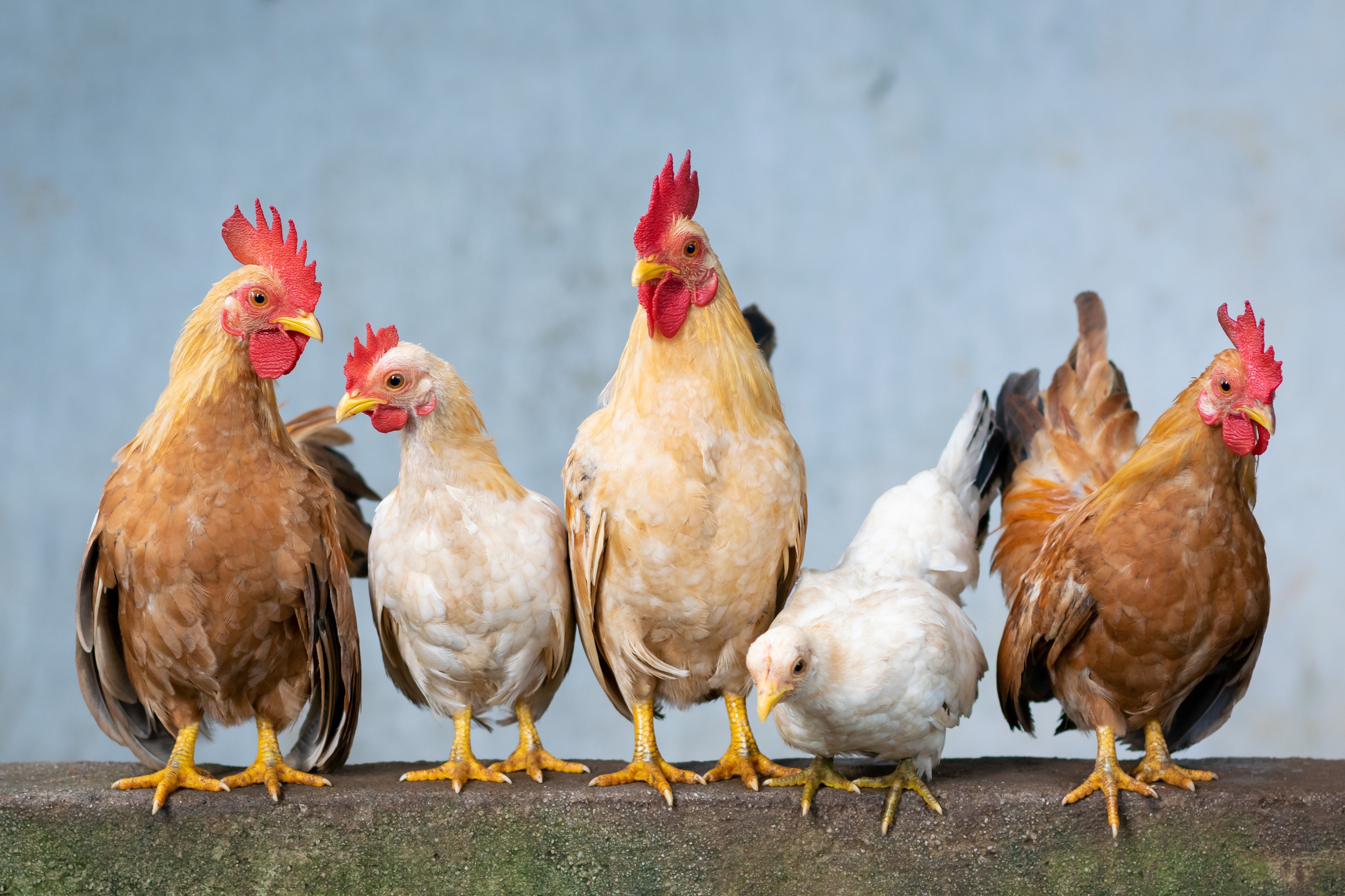 danganhfoto chicken 4849979