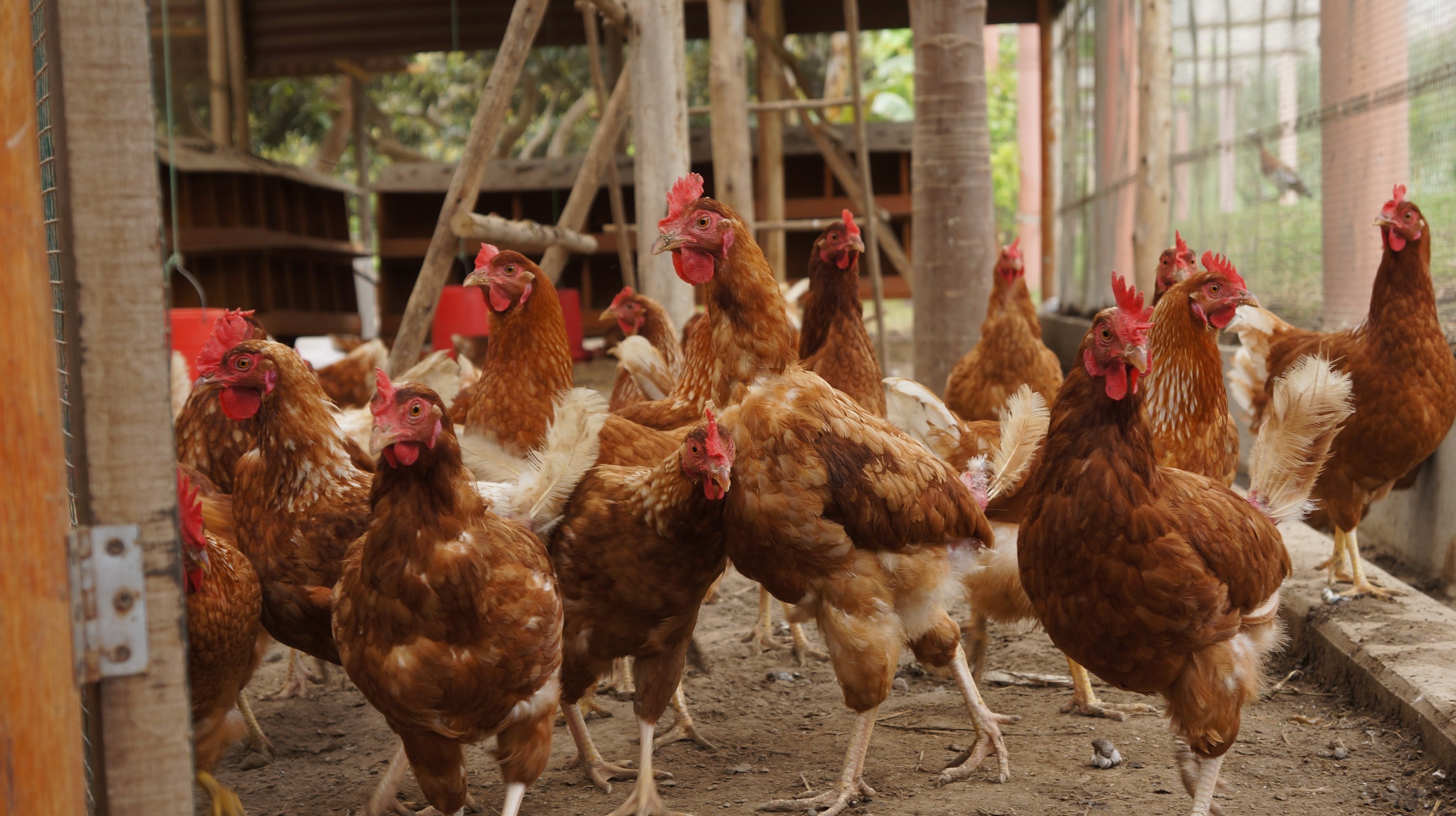 jagarga hens 7226228