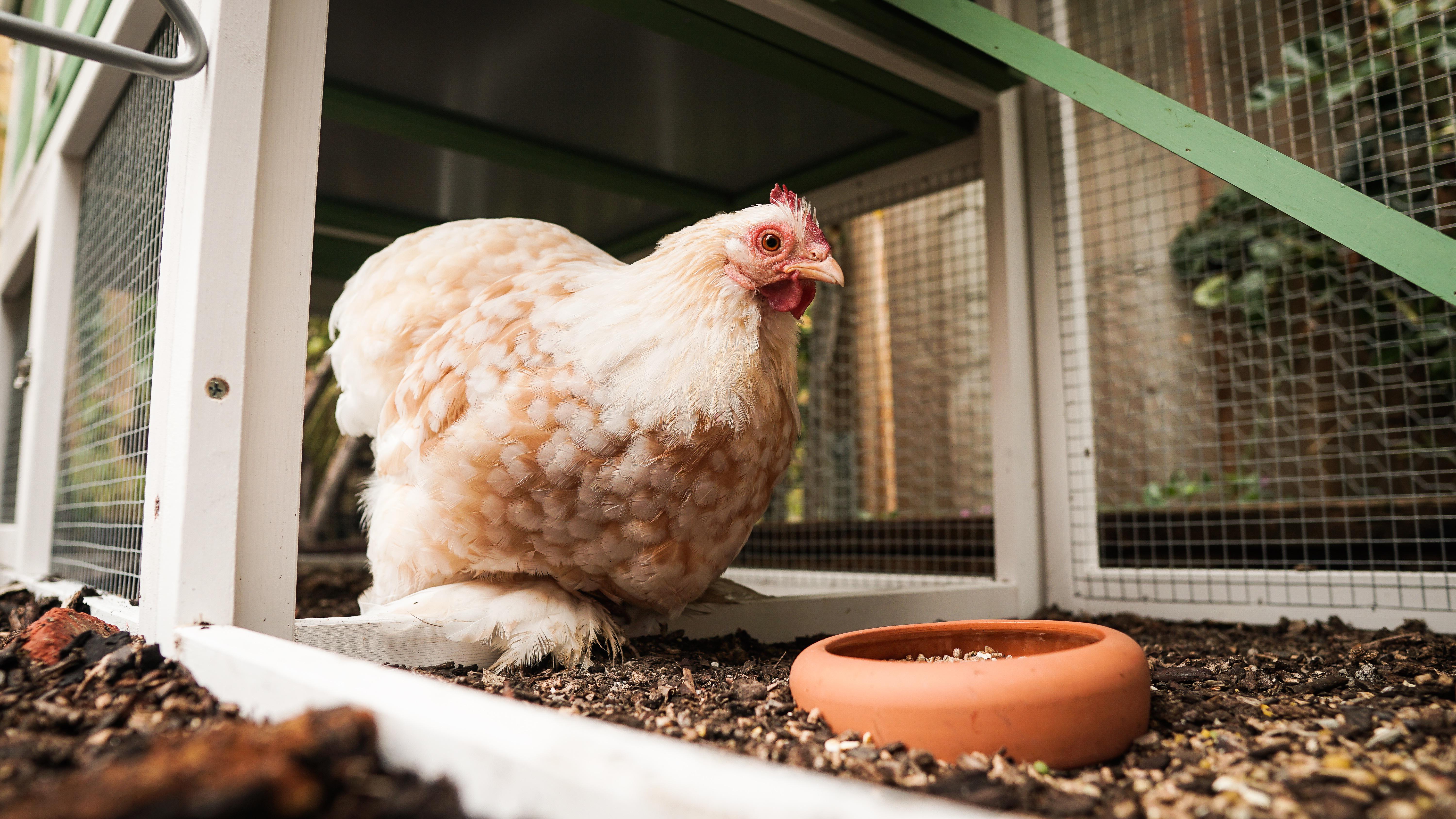 nikolaus online chicken 5691062