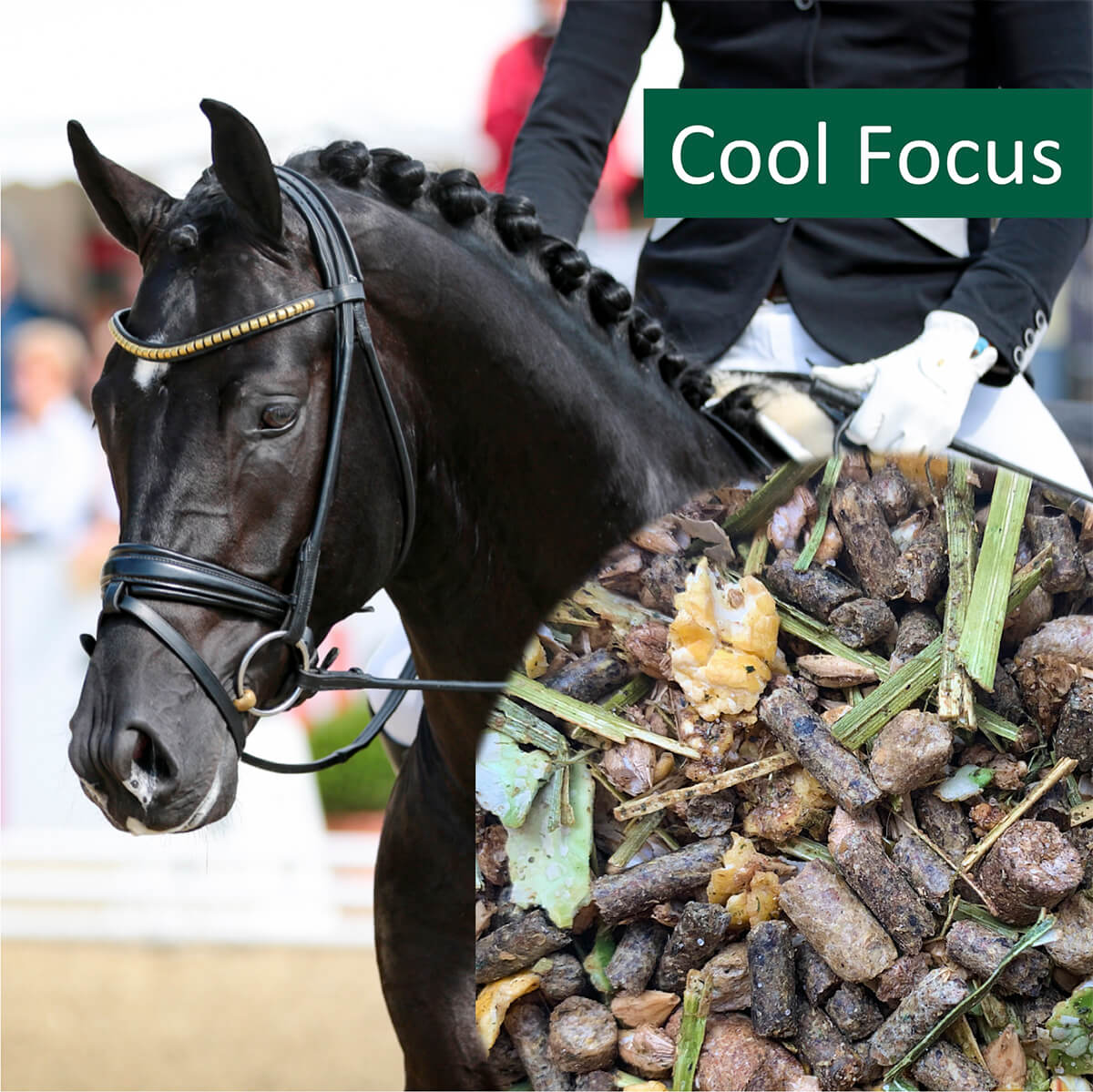 horsepro Cool Focus 1223264 01