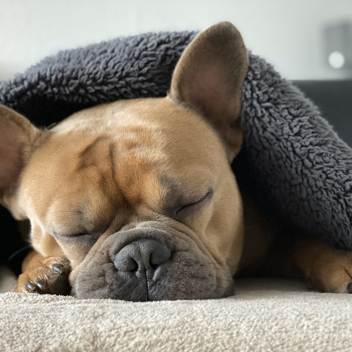 Mollerup Moelle Hundefoder