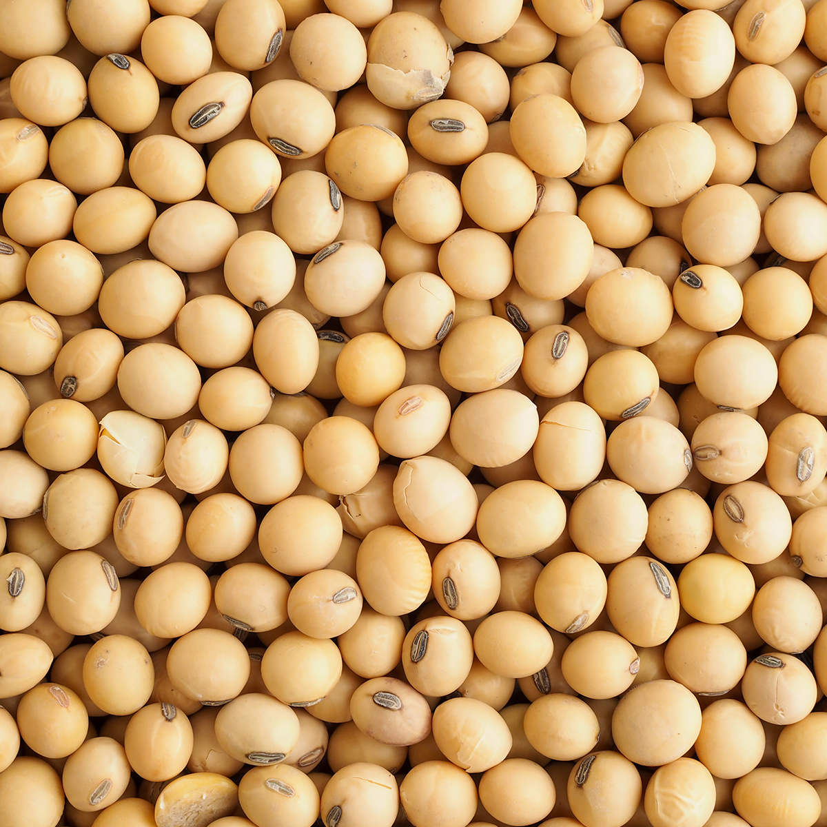 Dyrefoder Mollerup Moelle