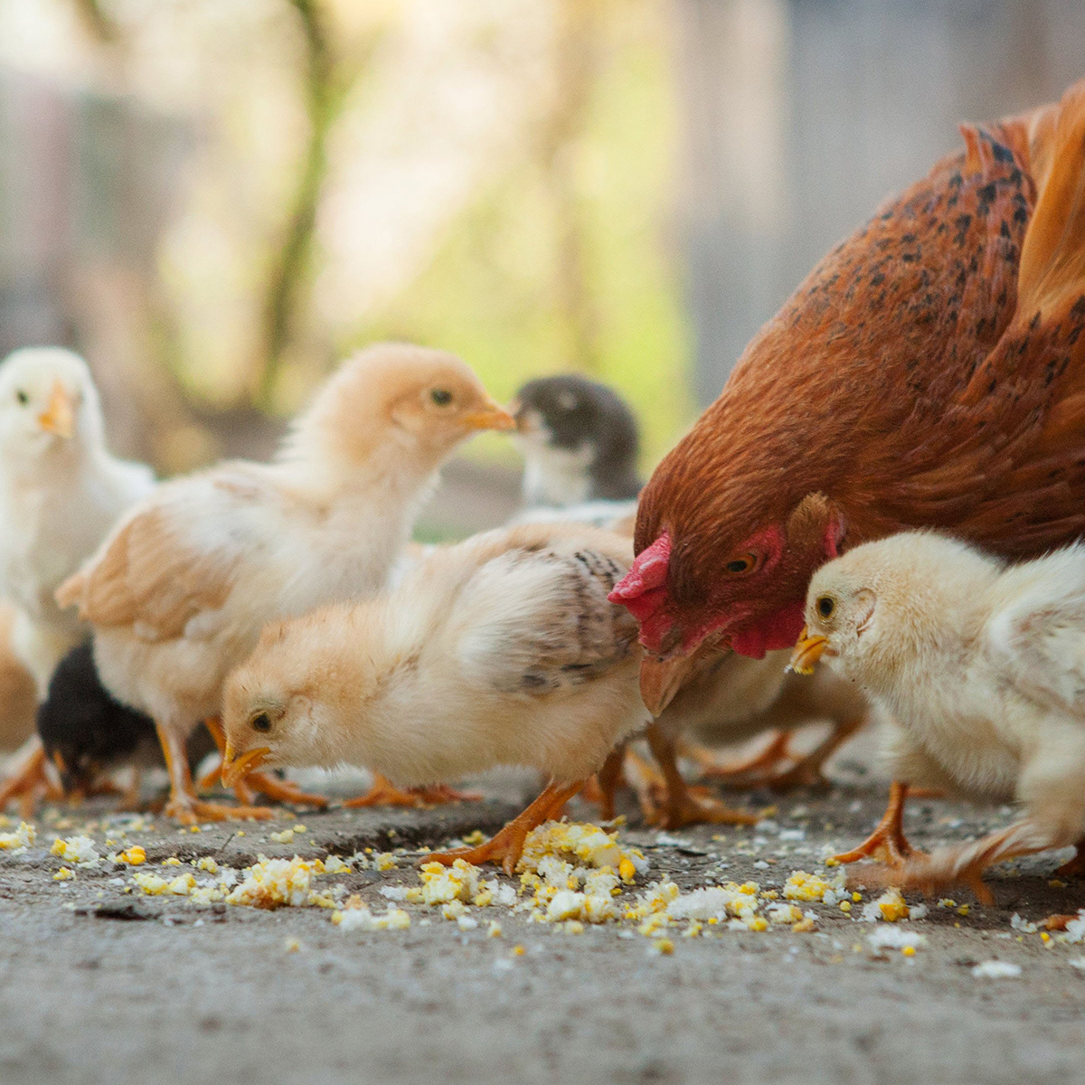 Mollerup Moelle foder til aeglaeggende hoens 01