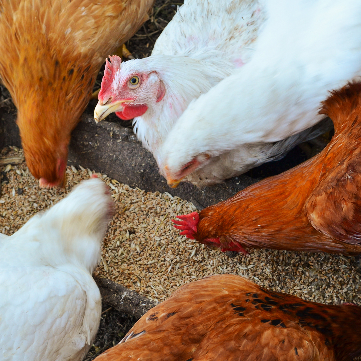 Mollerup Moelle foder til aeglaeggende hoens 01