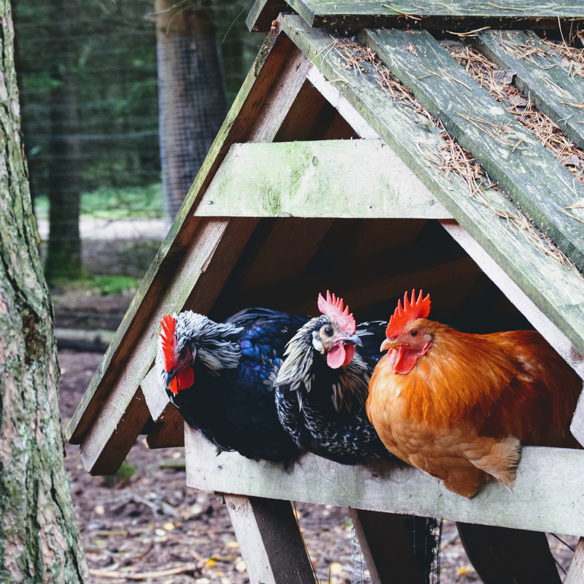 Mollerup Moelle foder til aeglaeggende hoens 01
