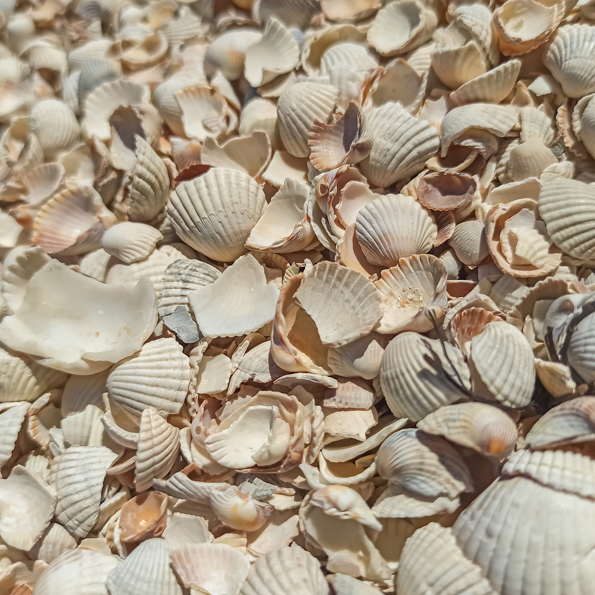 Danshells muslingeskaller til hoens 01