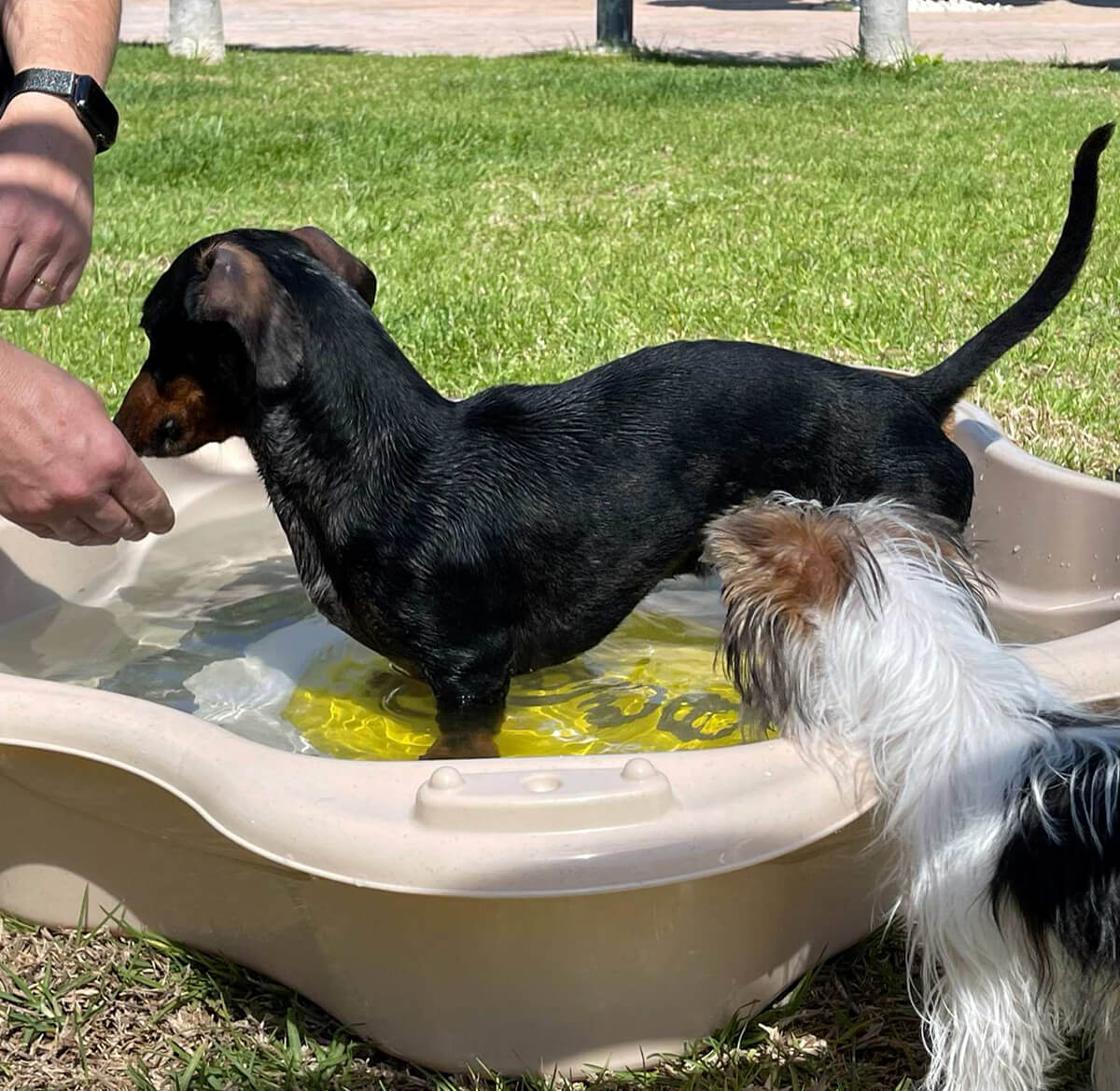 Pool til hund i haard plast Beige 15249833 01