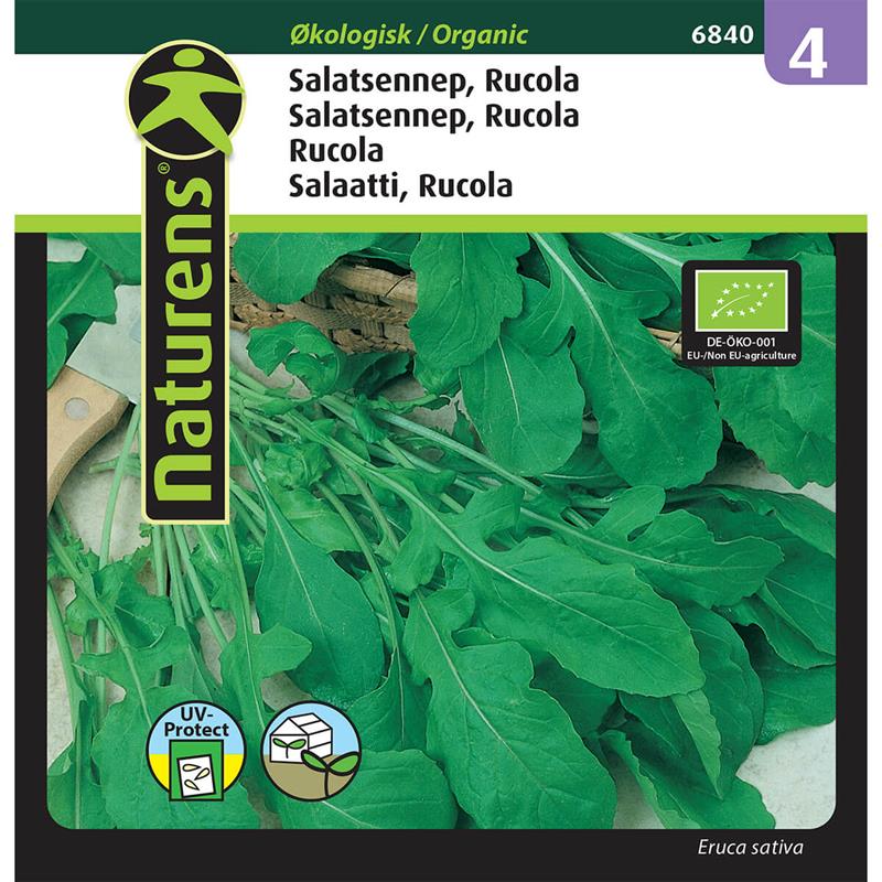 ØKO Rucola salatsennep | Gr. 4