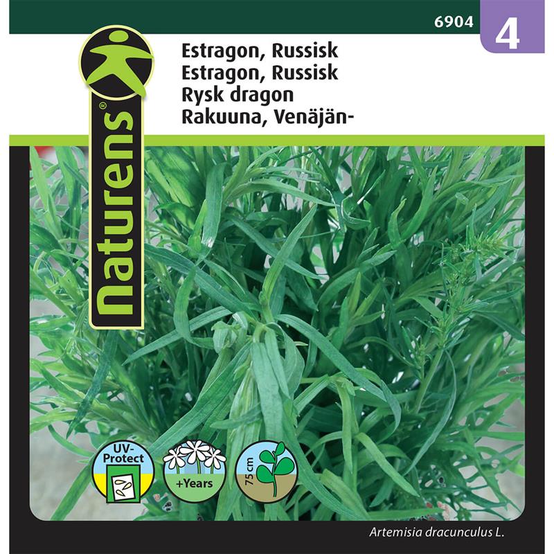Russisk estragon | Gr. 4