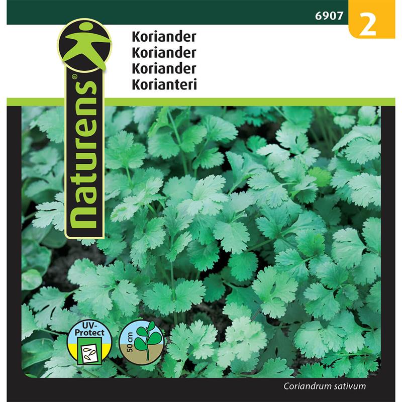 Koriander | Gr. 2