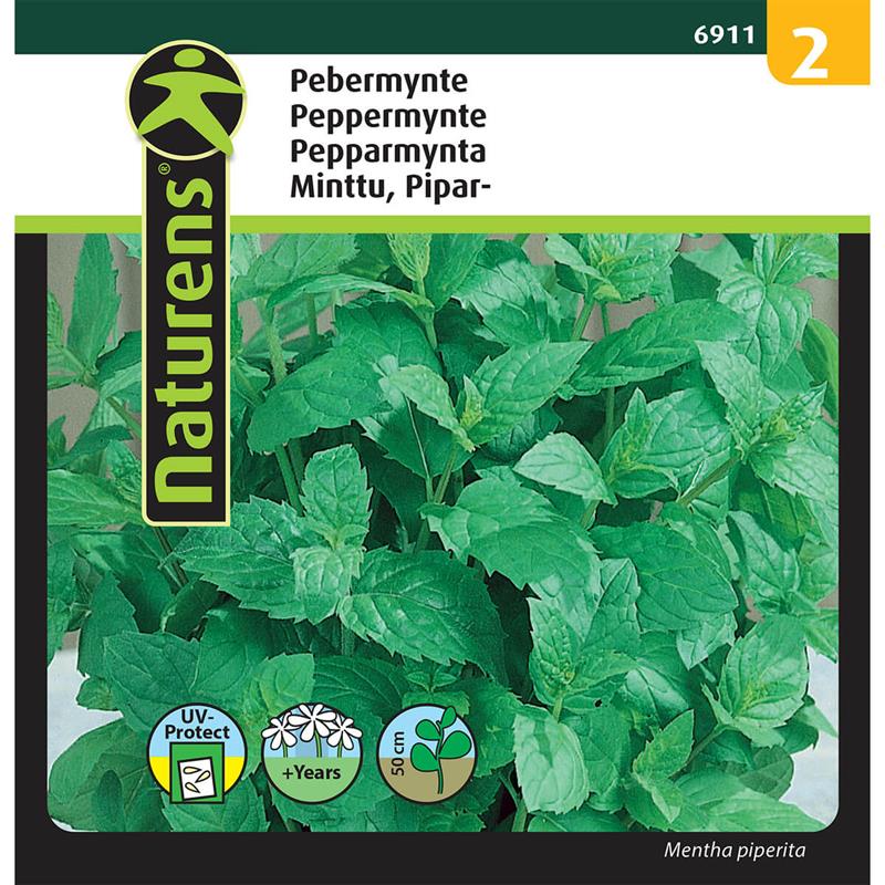 Oregano | Gr. 3
