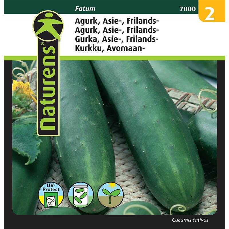 Agurk asieaugurk friland | Gr. 1