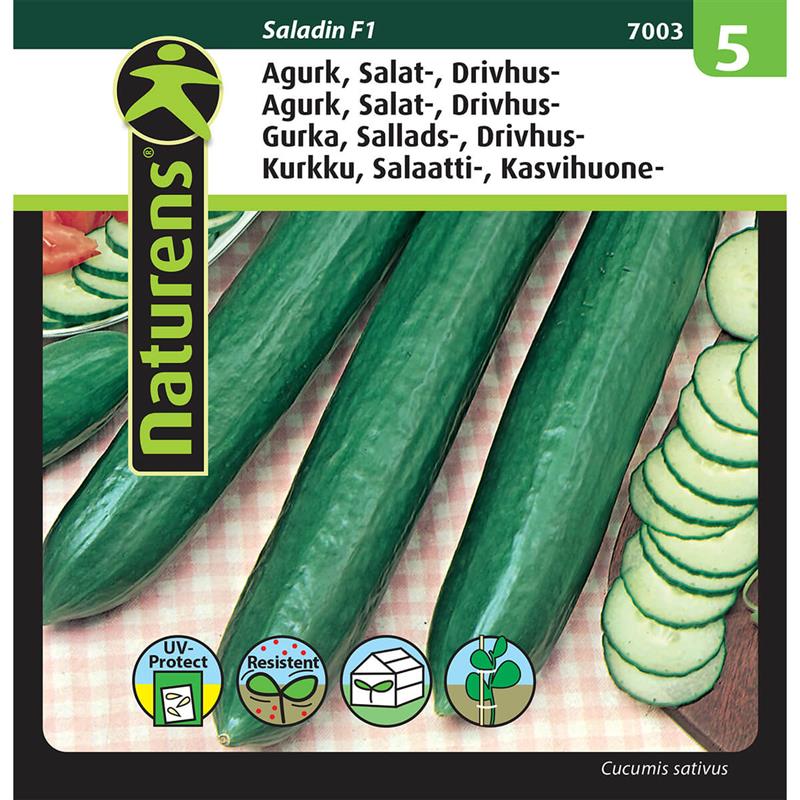 Agurk salataugurk drivhus | Gr. 5