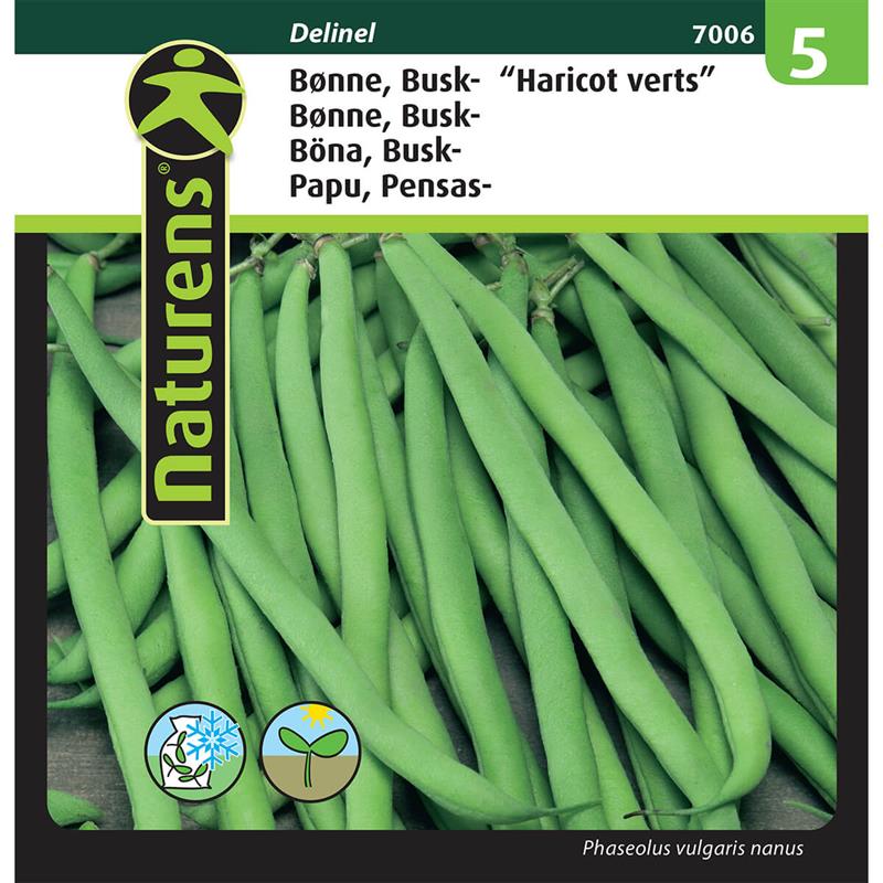 Bønne Haricot verts buskbønne | Gr. 5