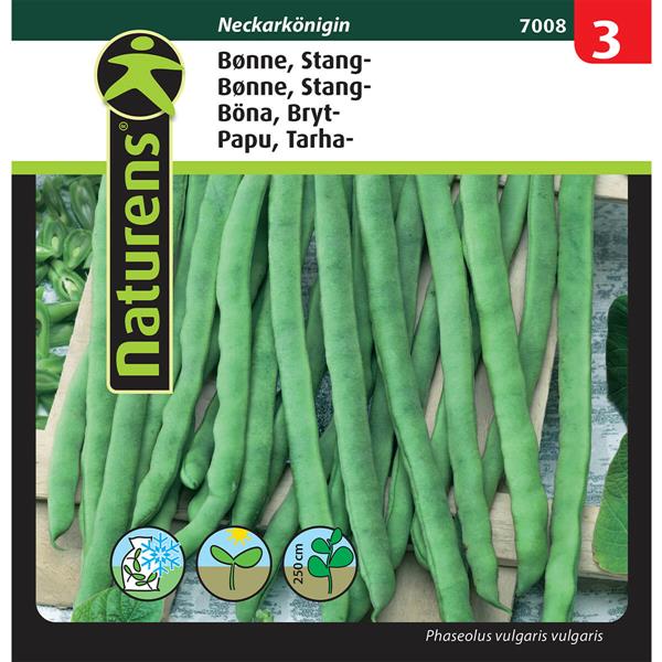 Bønne stangbønne | Gr. 3