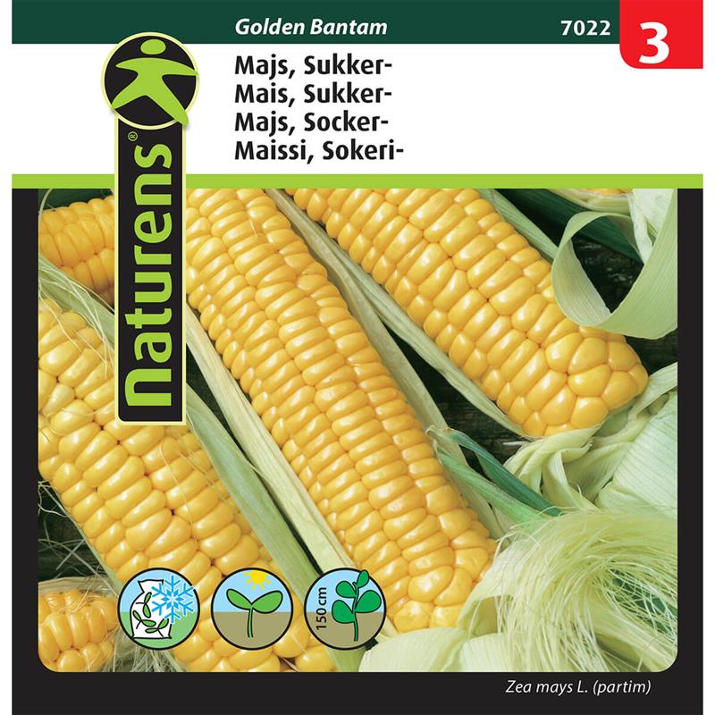 Majs sukkermajs Golden Bantam | Gr. 3