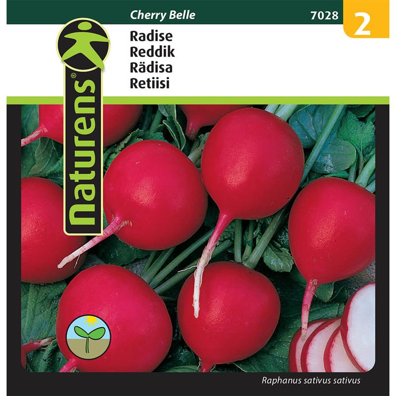 Radise Cherry Belle | Gr. 2