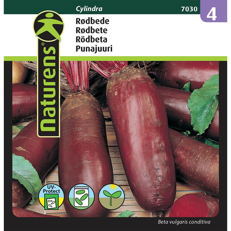 Rødbede Cylindra | Gr. 4