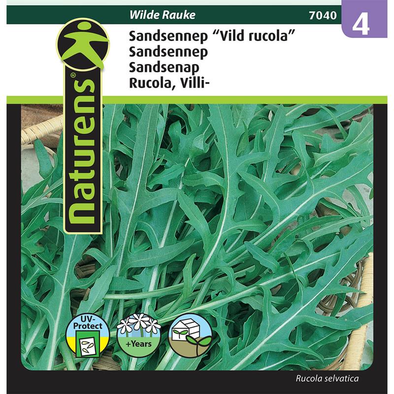 Sandsennep | Gr. 4