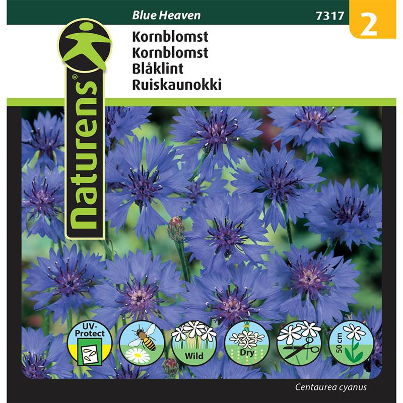 Kornblomst Blue Heaven | Gr. 2