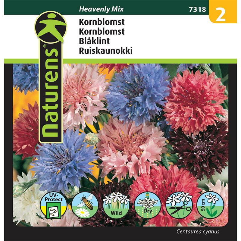 Kornblomst blanding | Gr. 2
