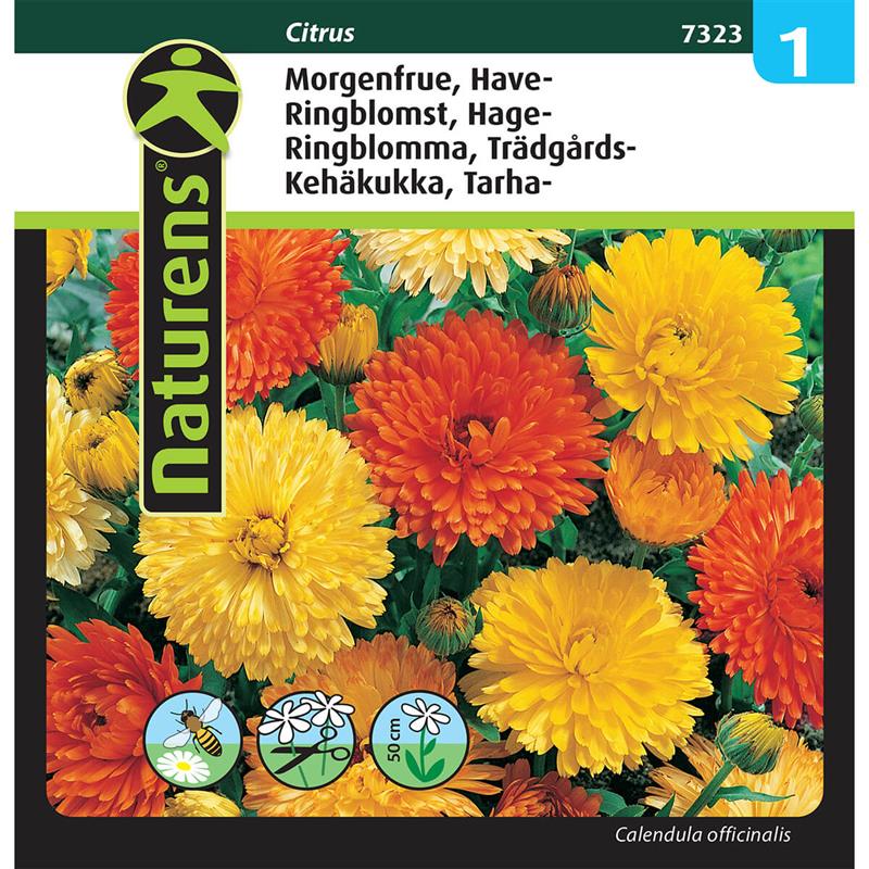 Morgenfrue blanding | Gr. 1