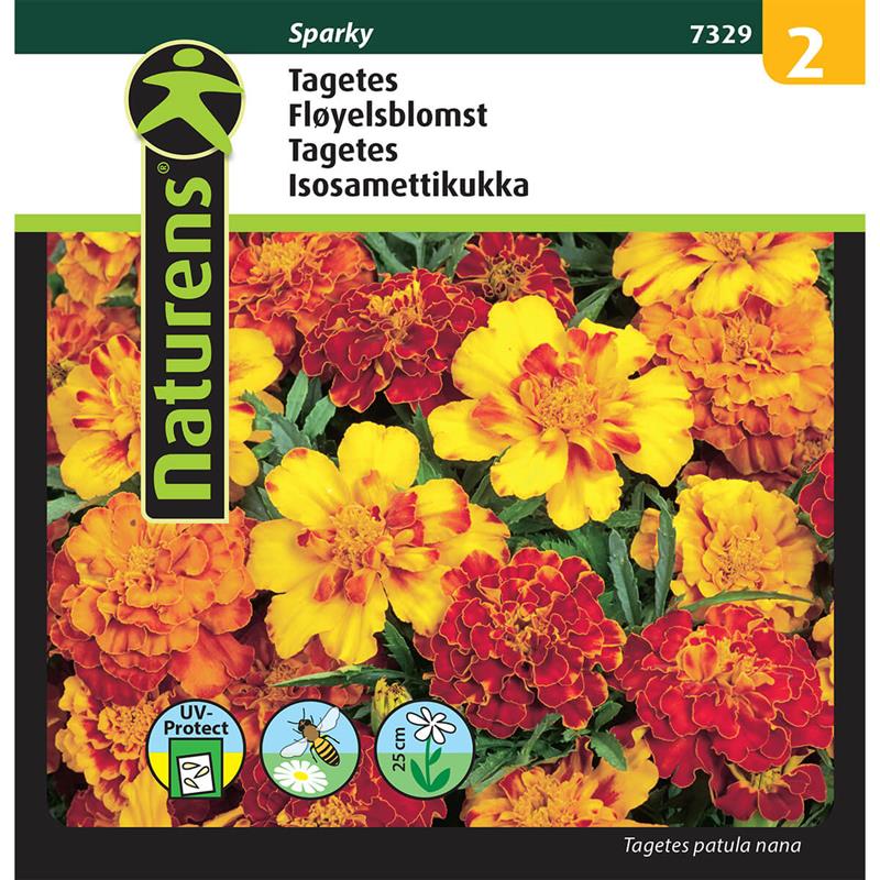 Tagetes blanding | Gr. 2
