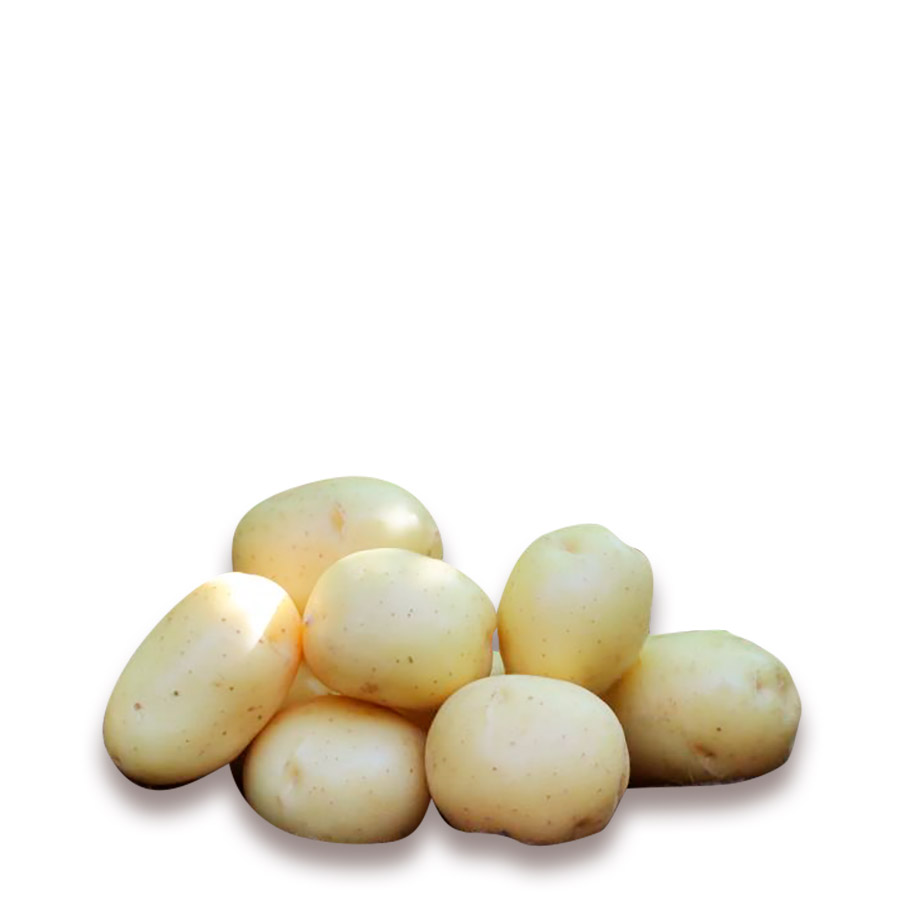 01 Pondus laeggekartoffel tidlig kartofel