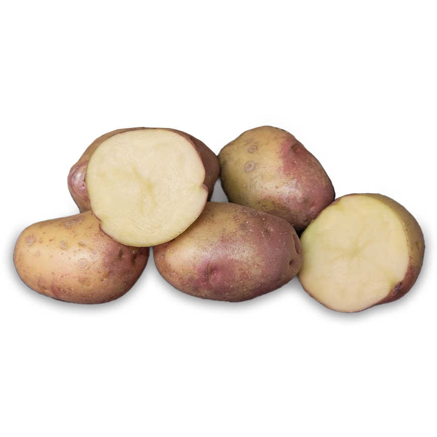 King Edward laeggekartofler