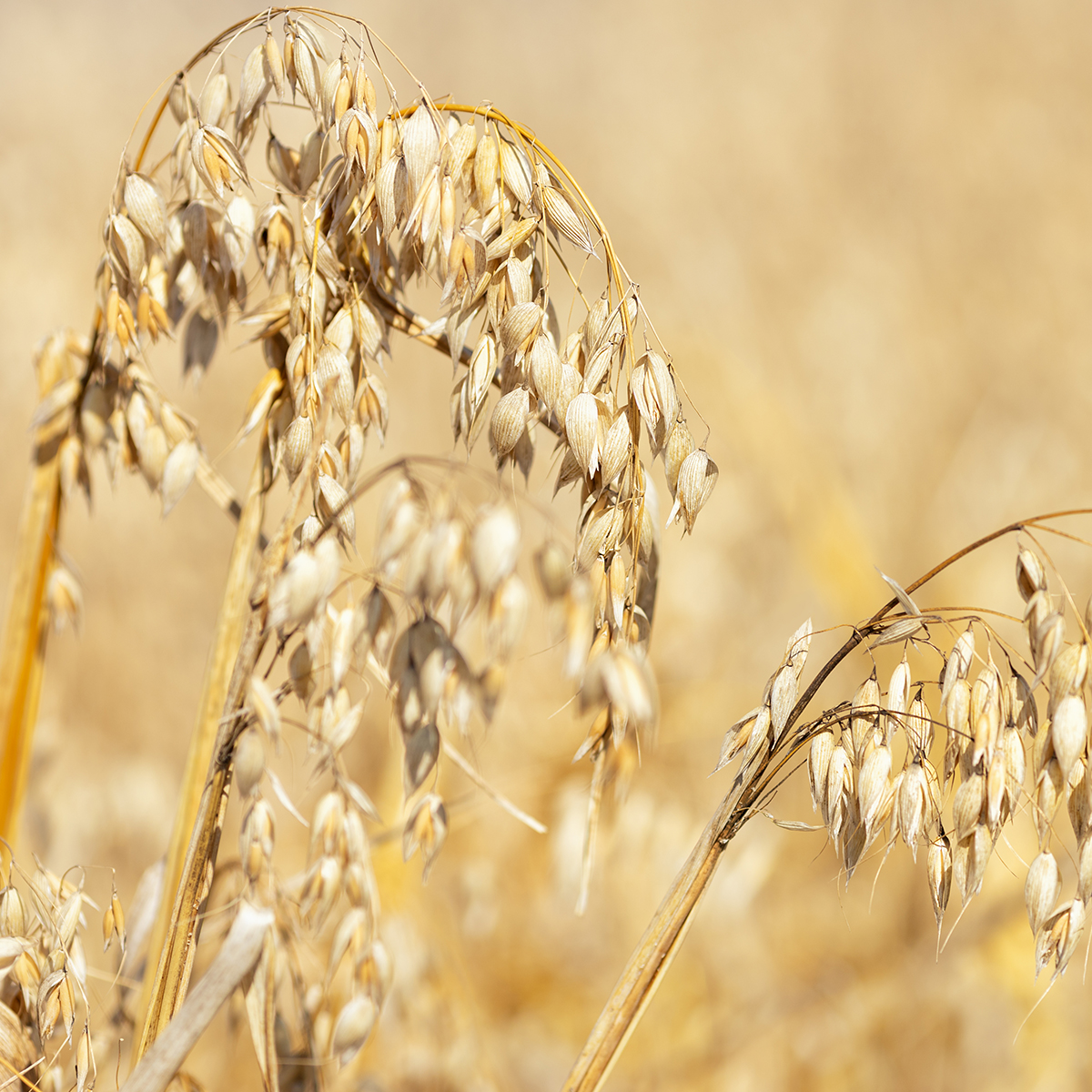 Dyrefoder Mollerup Moelle