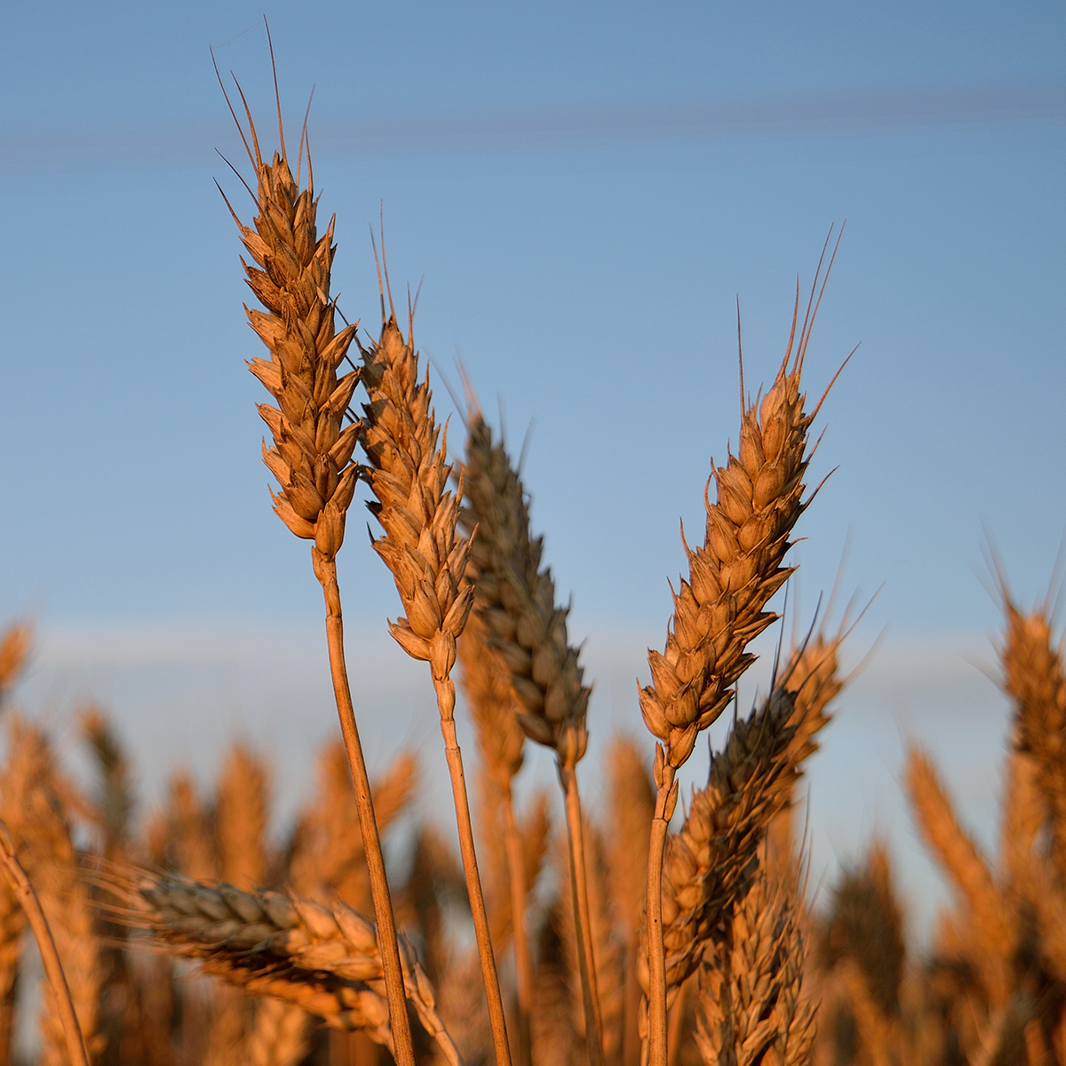 Dyrefoder Mollerup Moelle