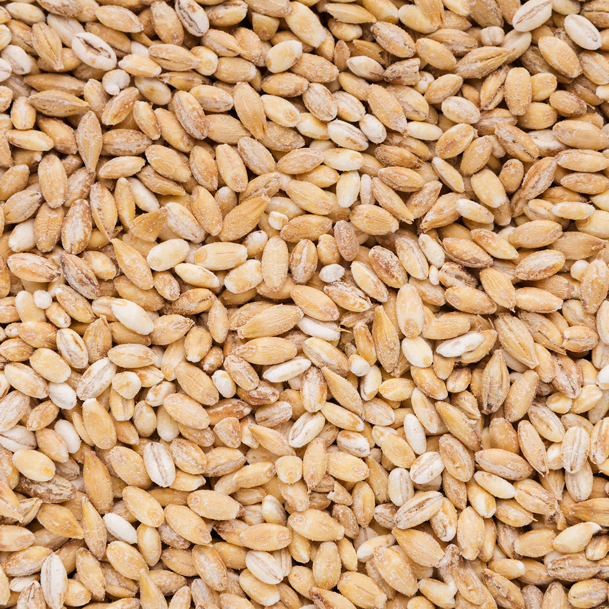 Dyrefoder Mollerup Moelle