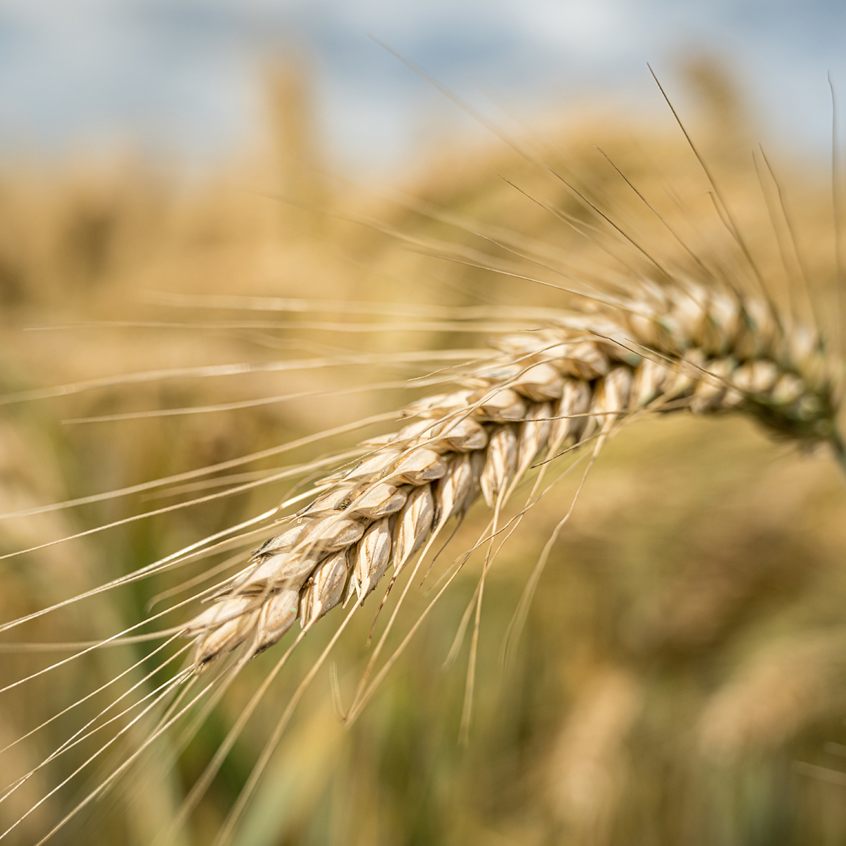 Dyrefoder Mollerup Moelle