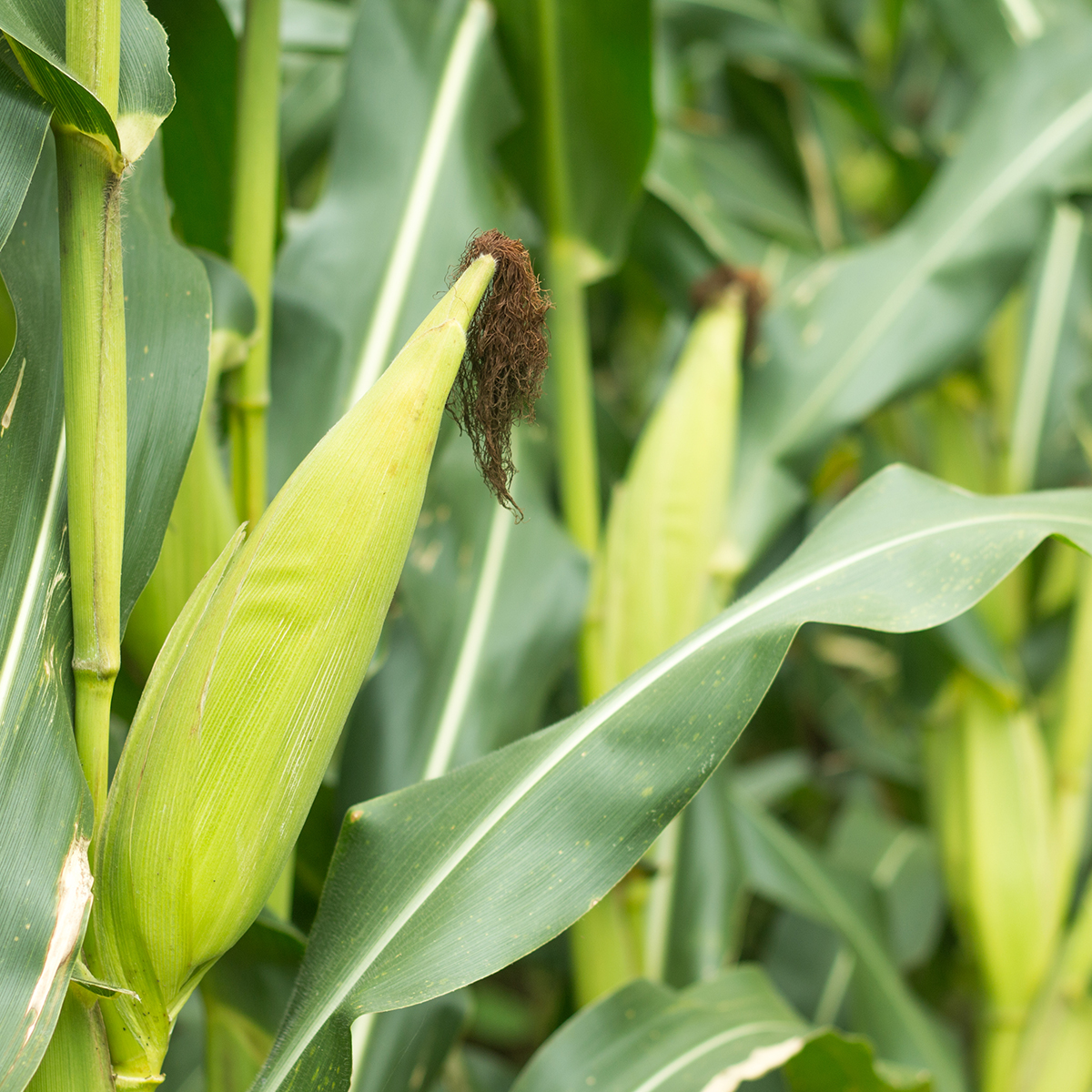 Dyrefoder Mollerup Moelle