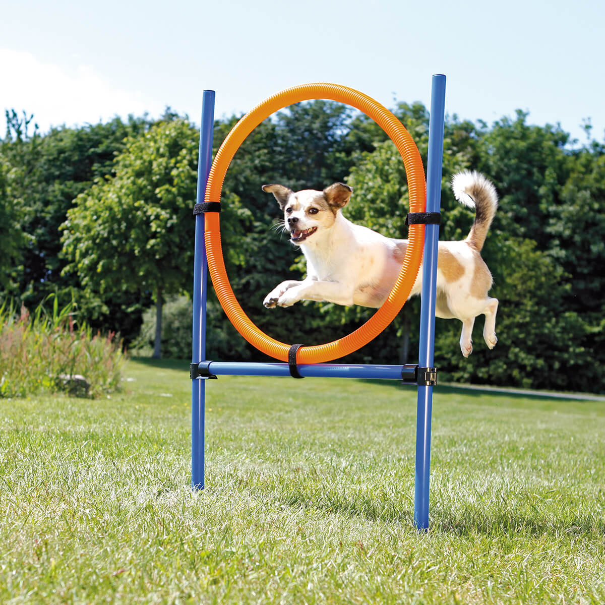 Agility ring spring | Ø65cm