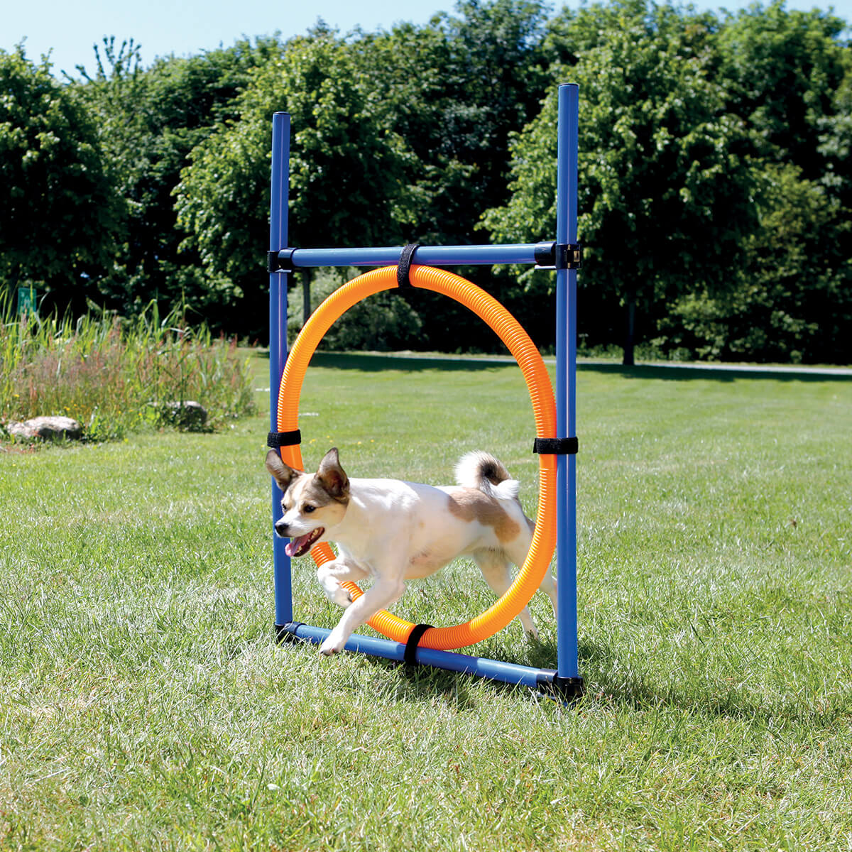 Agility ring spring 01